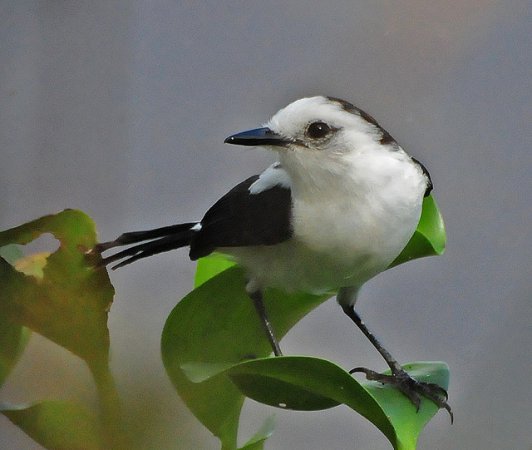 Photo (1): Pied Water-Tyrant