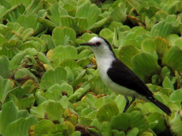 Photo (7): Pied Water-Tyrant