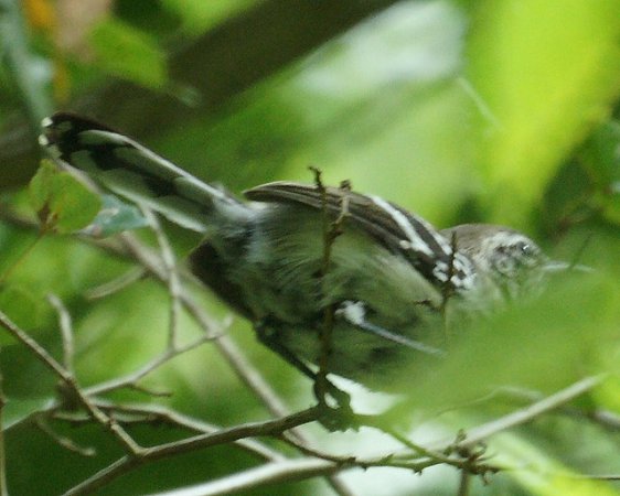 Photo (4): White-fringed Antwren