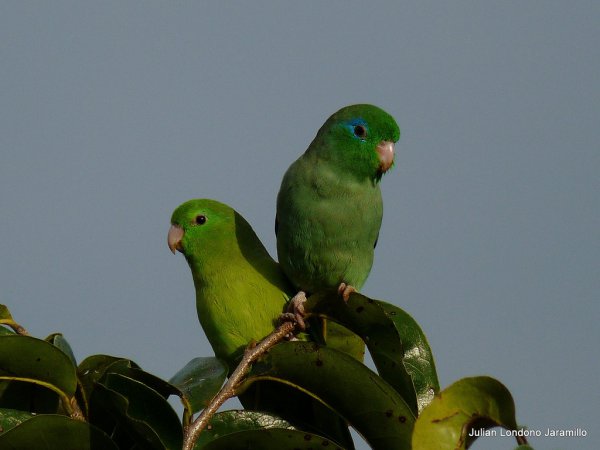 Photo (8): Spectacled Parrotlet