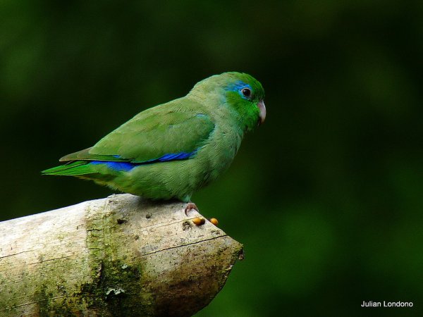 Photo (1): Spectacled Parrotlet
