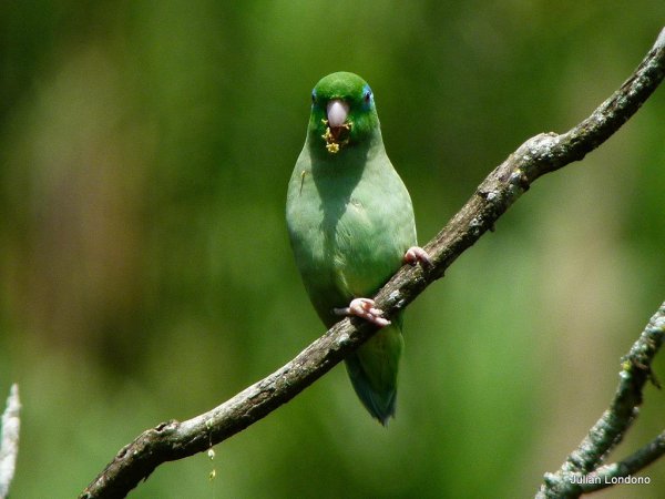 Photo (9): Spectacled Parrotlet