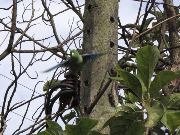 Photo (12): Spectacled Parrotlet