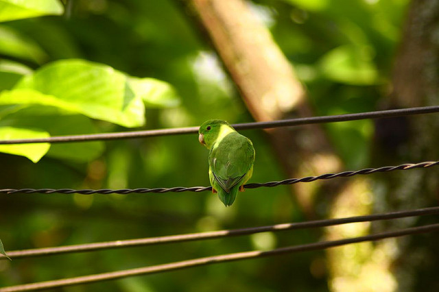 Photo (4): Spectacled Parrotlet