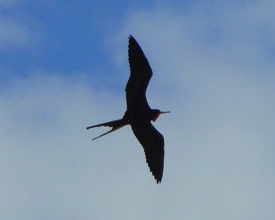 Photo (10): Magnificent Frigatebird