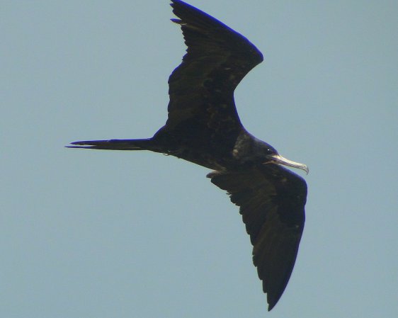 Photo (8): Magnificent Frigatebird