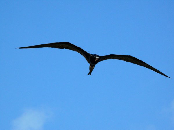 Photo (12): Magnificent Frigatebird