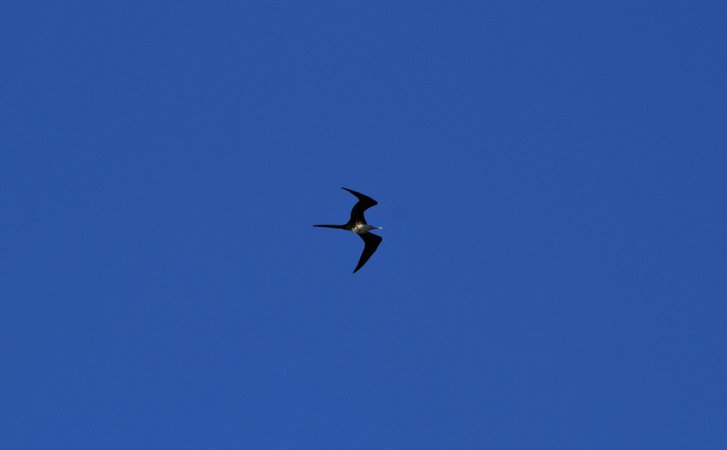 Photo (11): Magnificent Frigatebird