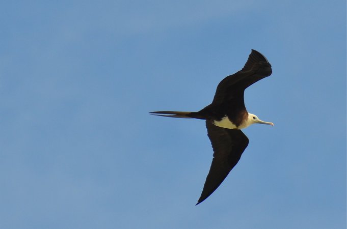 Photo (29): Magnificent Frigatebird