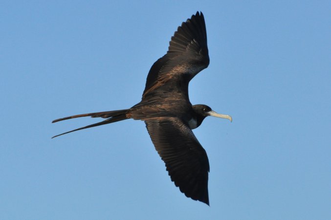 Photo (2): Magnificent Frigatebird