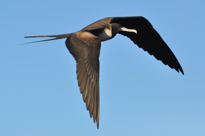 Photo (6): Magnificent Frigatebird