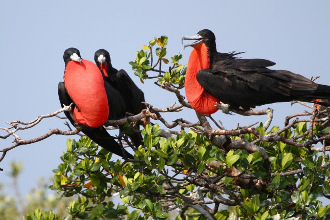 Photo (1): Magnificent Frigatebird