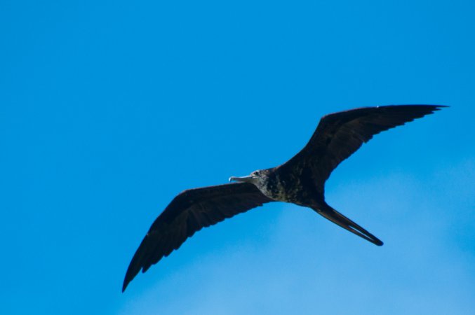 Photo (22): Magnificent Frigatebird