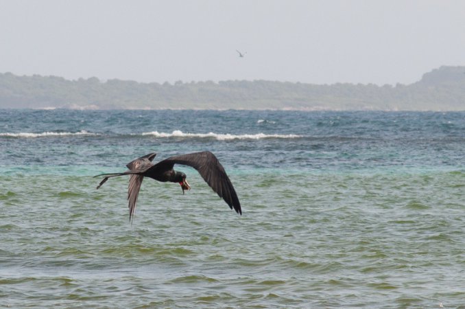Photo (14): Magnificent Frigatebird