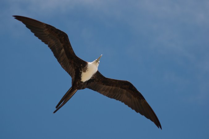 Photo (26): Magnificent Frigatebird