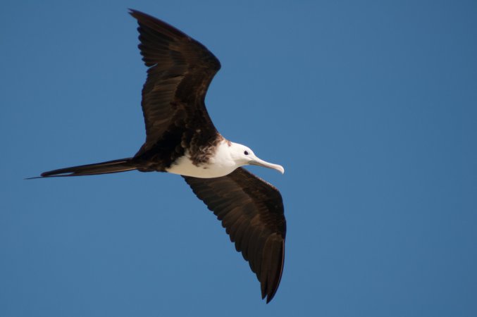 Photo (27): Magnificent Frigatebird
