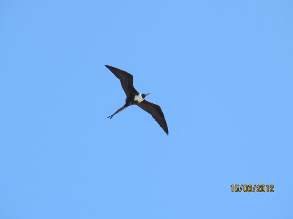 Photo (9): Magnificent Frigatebird