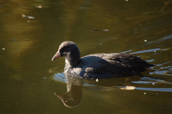 Photo (22): American Coot