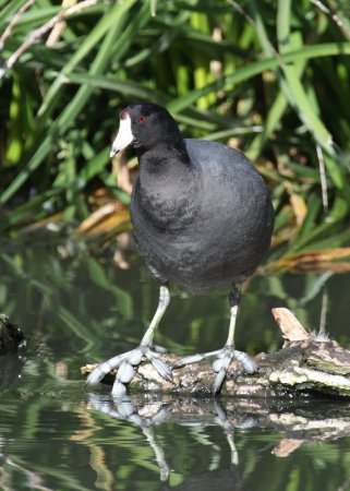 Photo (16): American Coot