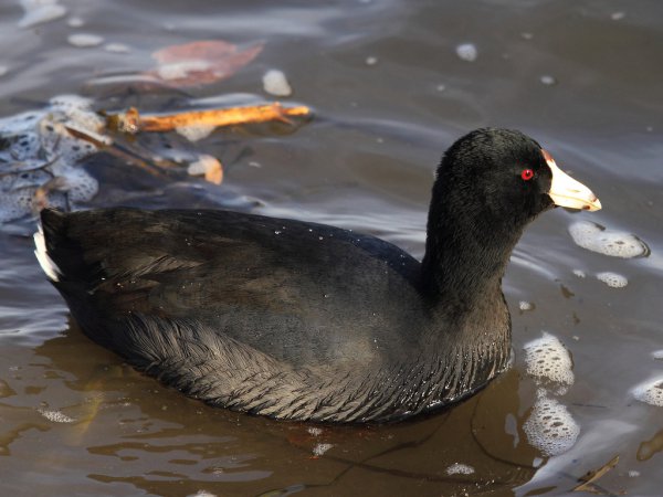 Photo (15): American Coot