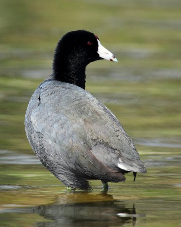 Photo (14): American Coot