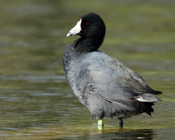 Photo (20): American Coot