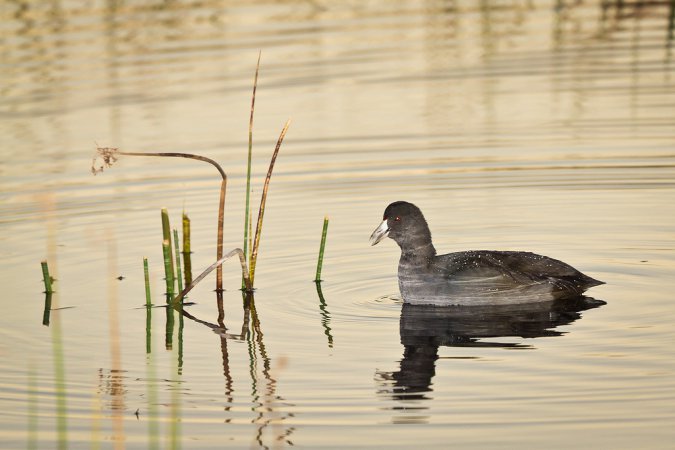 Photo (17): American Coot