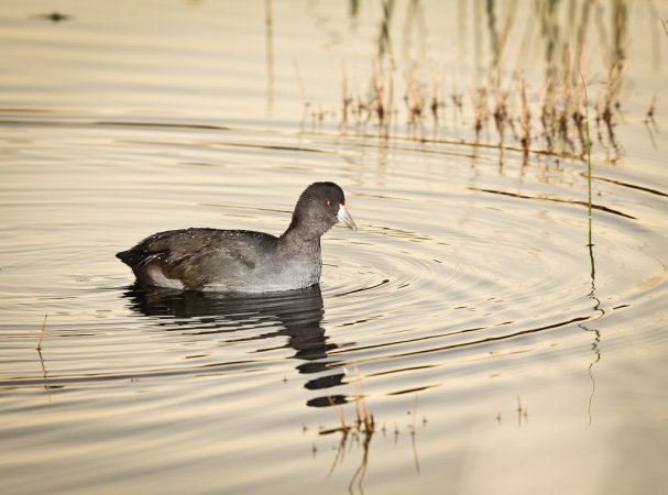 Photo (23): American Coot