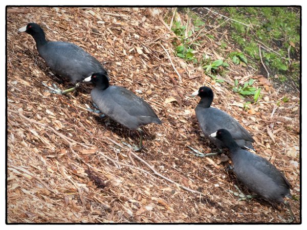 Photo (18): American Coot