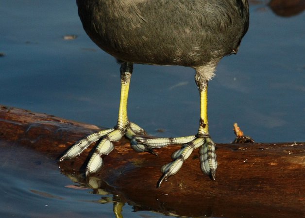 Photo (21): American Coot