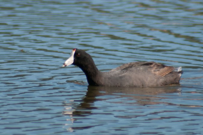 Photo (19): American Coot