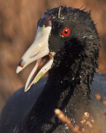 Photo (4): American Coot