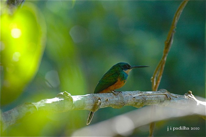 Photo (3): Rufous-tailed Jacamar