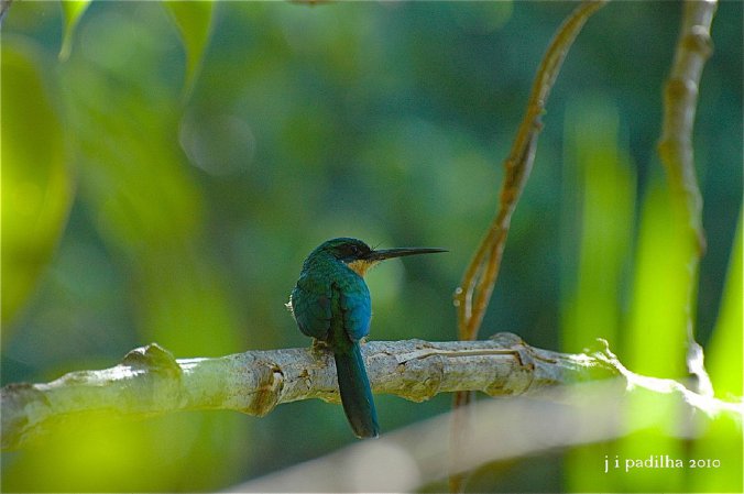 Photo (8): Rufous-tailed Jacamar