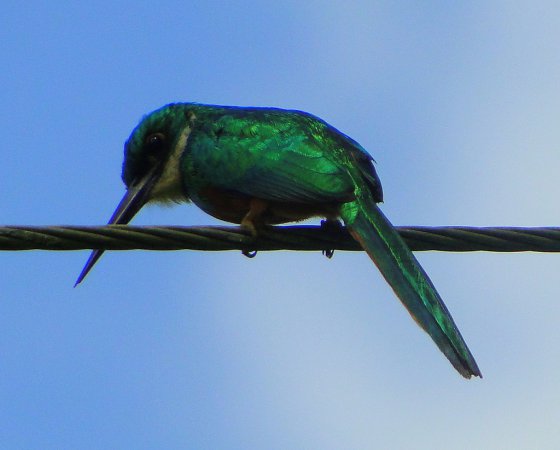Photo (16): Rufous-tailed Jacamar