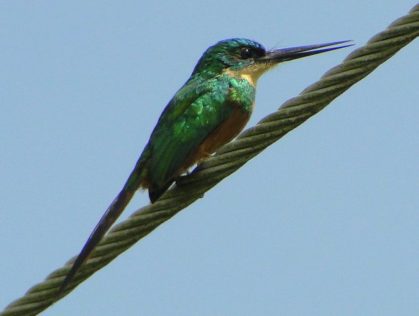 Photo (2): Rufous-tailed Jacamar