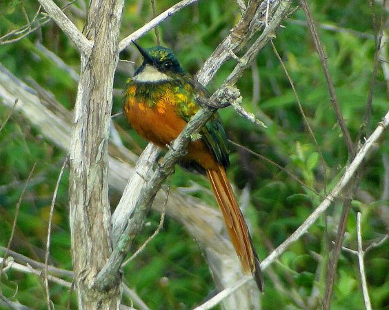 Photo (6): Rufous-tailed Jacamar