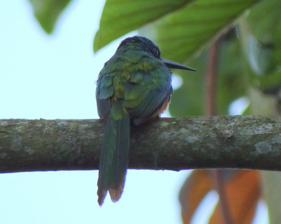 Photo (18): Rufous-tailed Jacamar