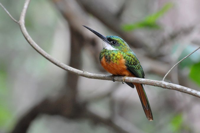 Photo (14): Rufous-tailed Jacamar