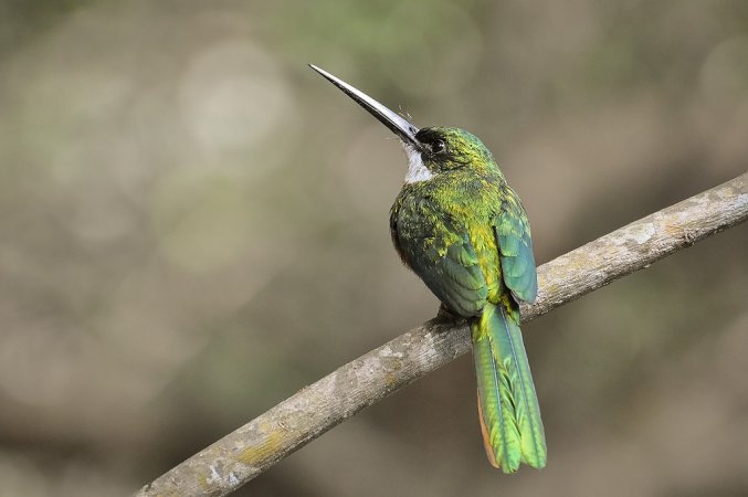 Photo (17): Rufous-tailed Jacamar