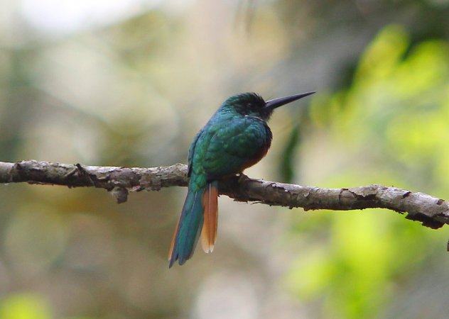 Photo (11): Rufous-tailed Jacamar