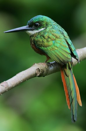 Photo (10): Rufous-tailed Jacamar