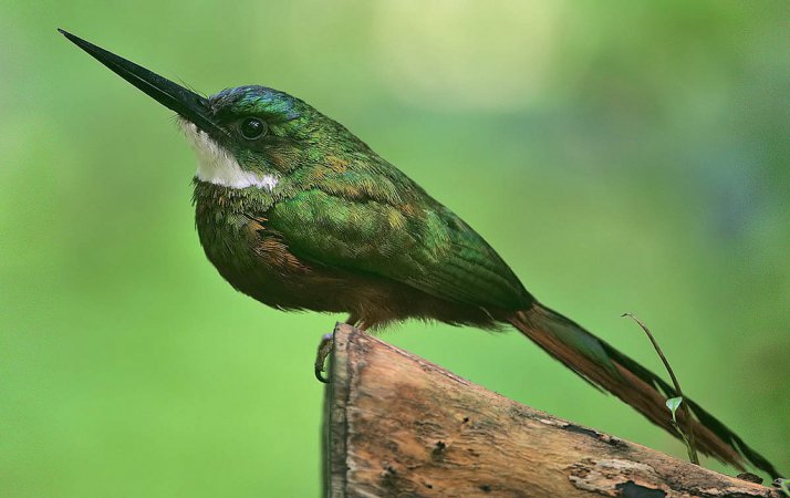 Photo (13): Rufous-tailed Jacamar
