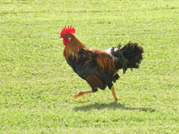 Photo (1): Red Junglefowl
