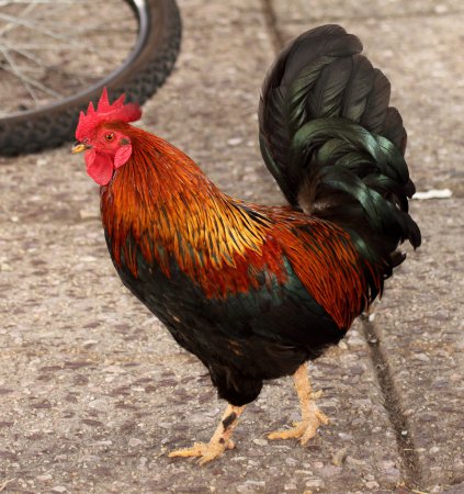 Photo (2): Red Junglefowl