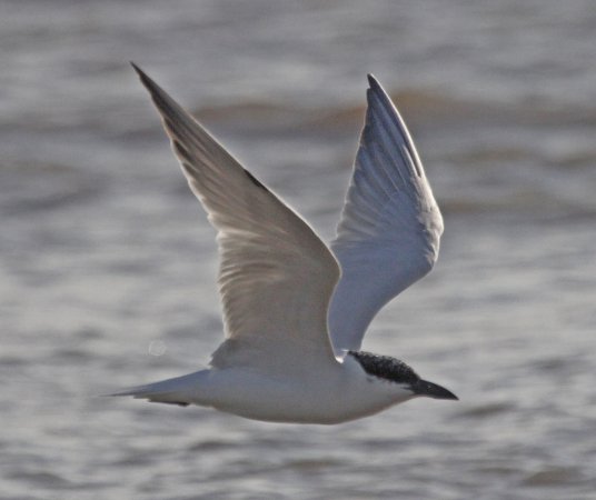 Photo (6): Gull-billed Tern