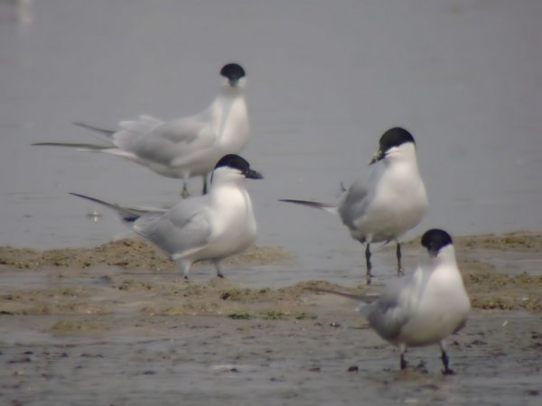 Photo (1): Gull-billed Tern