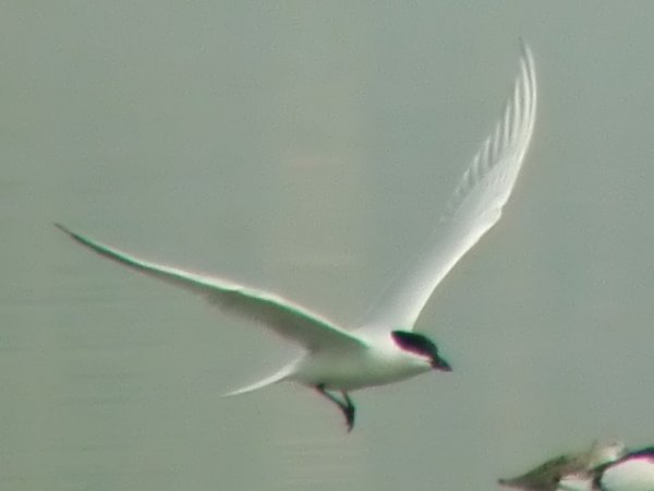 Photo (8): Gull-billed Tern