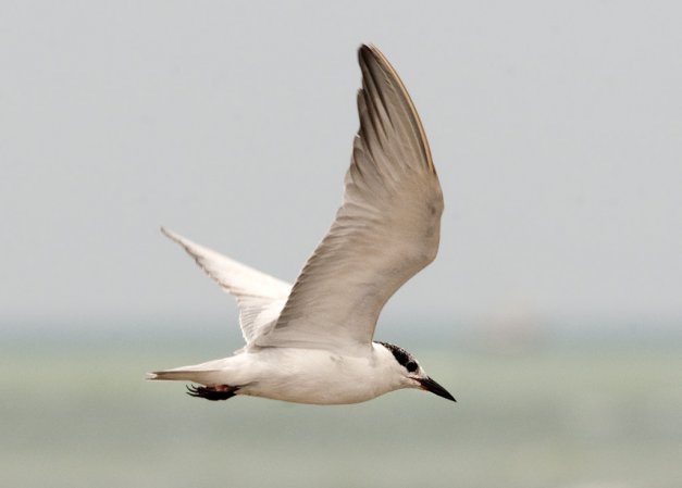 Photo (17): Gull-billed Tern