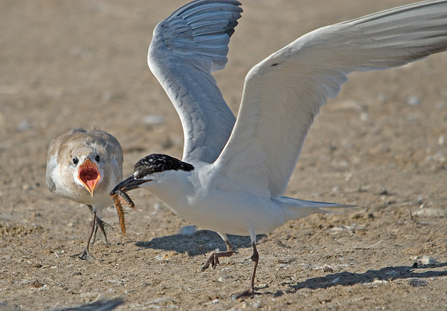 Photo (19): Gull-billed Tern